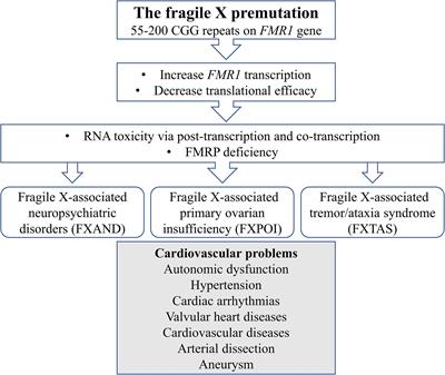 Cardiovascular Problems in the Fragile X Premutation